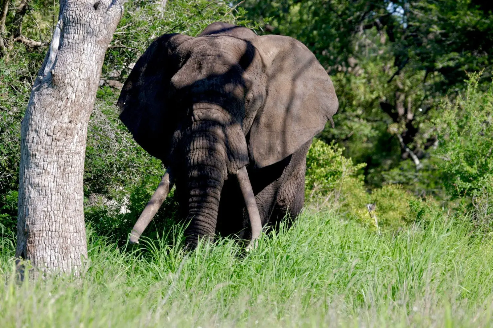 Large elephant bull moving through Greater Kruger bushveld