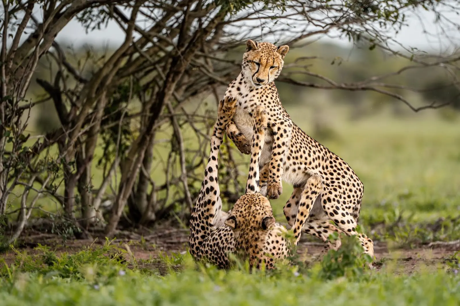Cheetahs gathered on an open plain