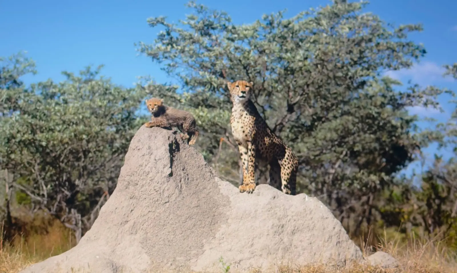 Cheetah family standing together on an open plain