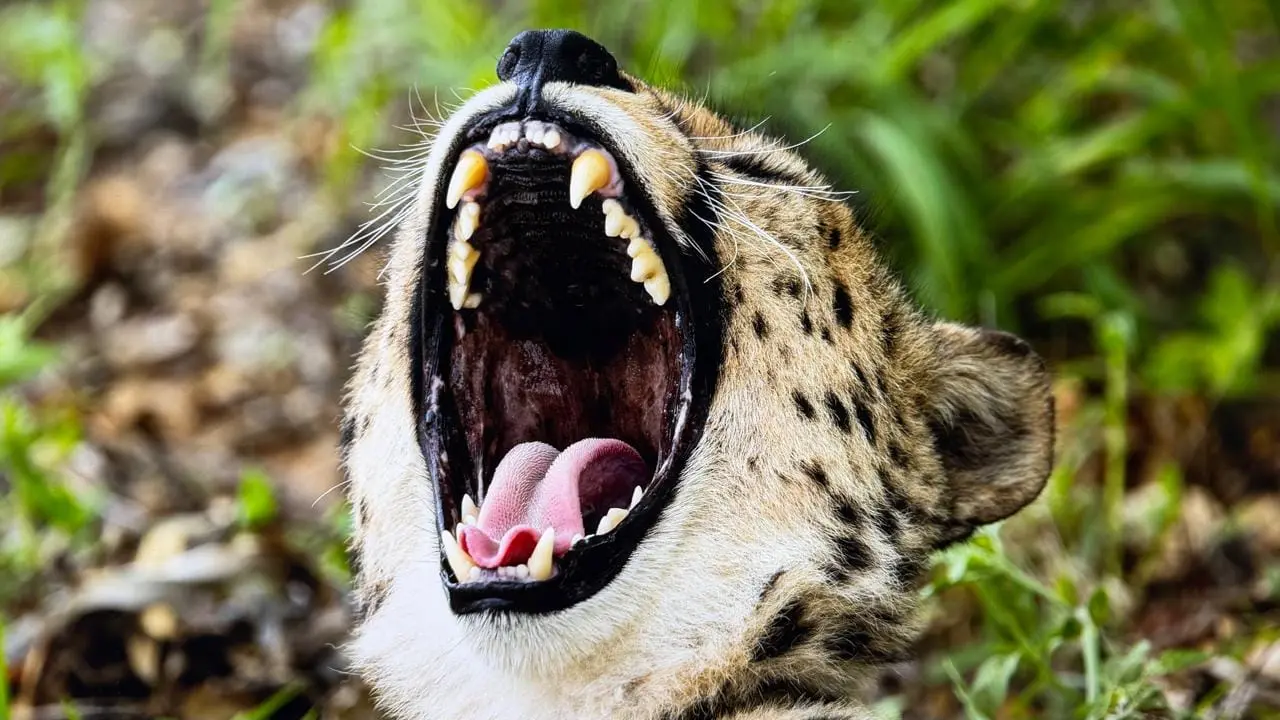 Close view of a cheetah yawning