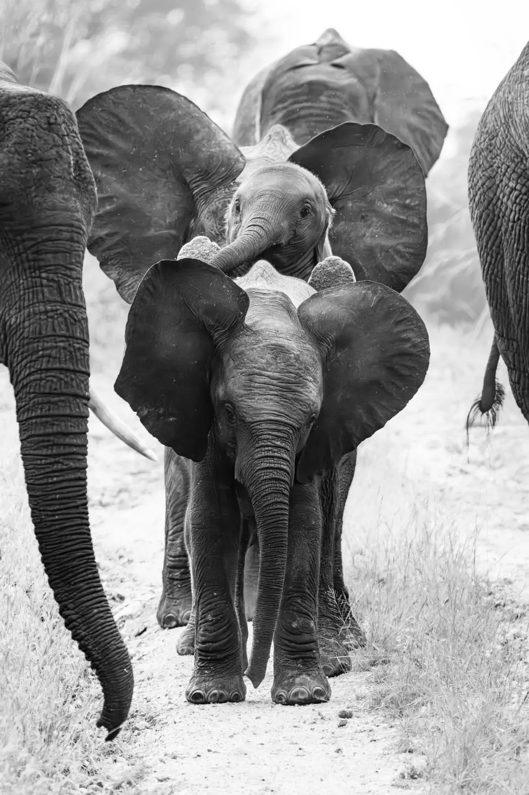 Young elephants walking together