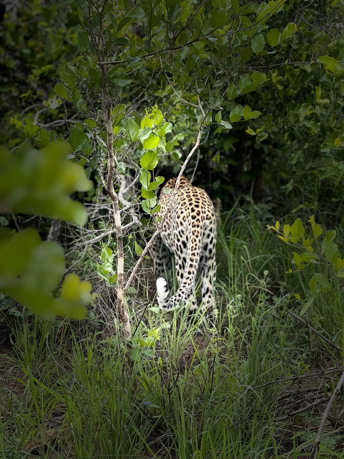 Leopard partly hidden in dense green vegetation