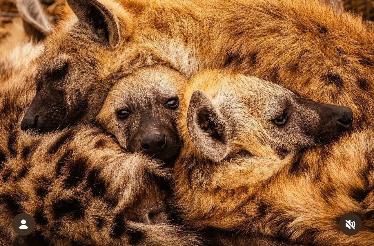 Spotted hyenas resting together