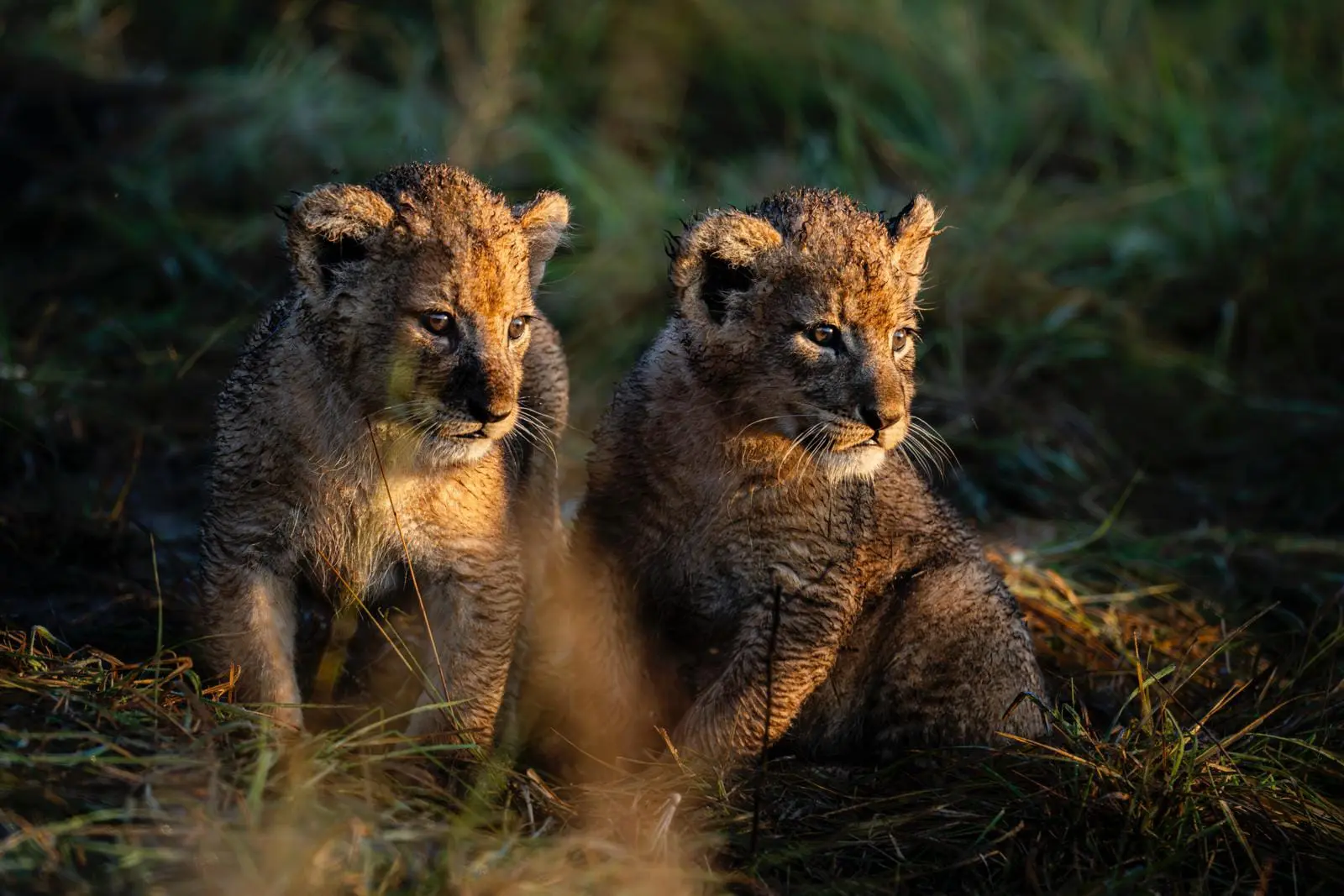 Two lion cubs sitting in warm morning light