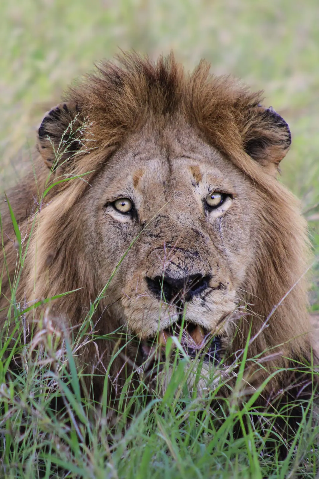 Male lion watching from tall grass