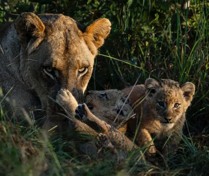 Lioness resting beside a young cub