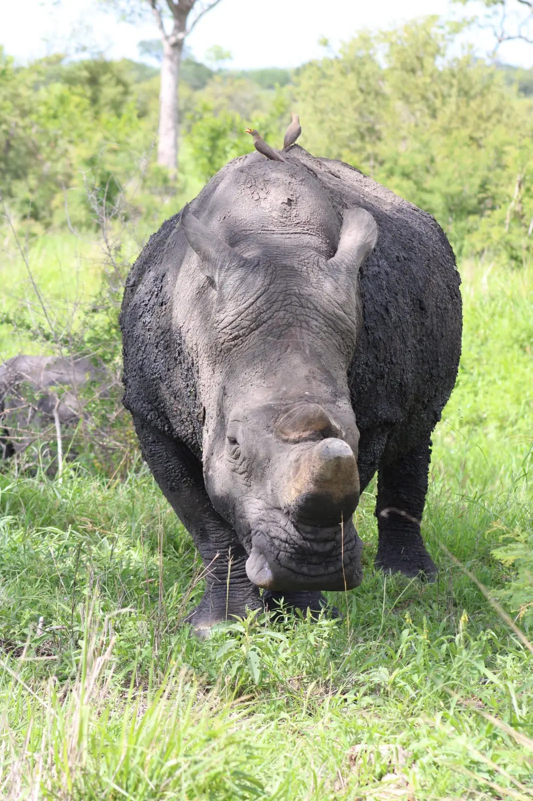 White rhino standing in green bushveld