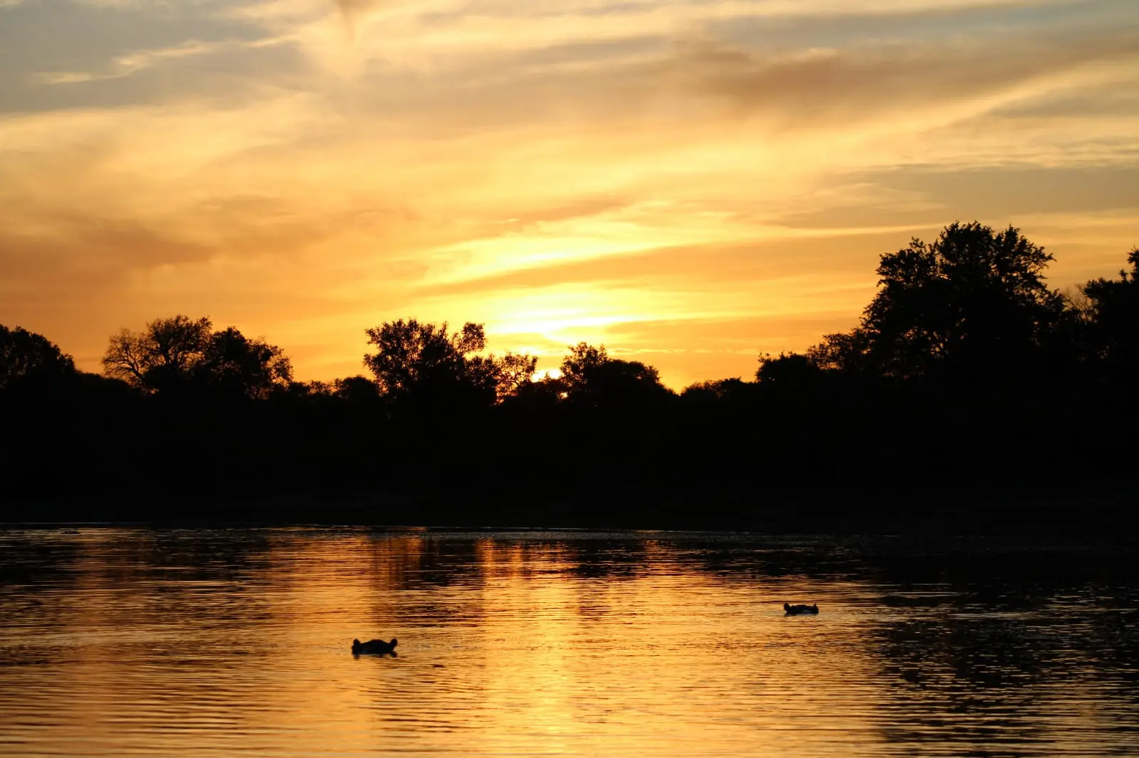Hippos crossing calm water beneath a gold sunset